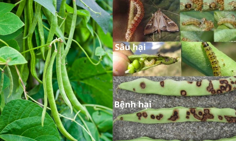 Lựa chọn chế phẩm sinh học phù hợp