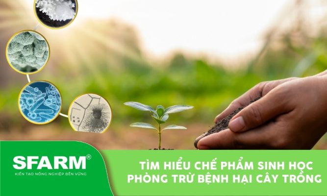 che pham sinh hoc phong tru benh hai cay trong thumb