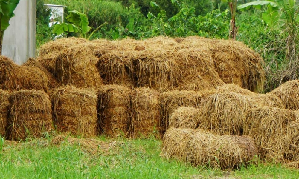 Phân hữu cơ từ rơm rạ