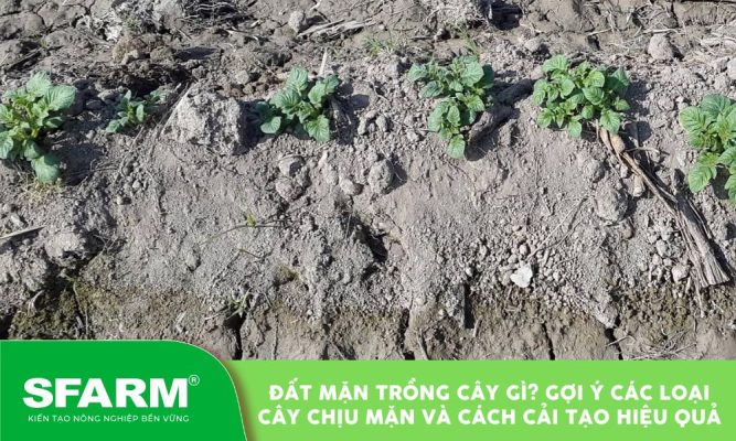 dat man trong cay gi