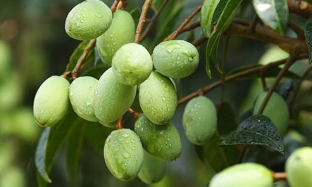 Đất trồng cà na thái giúp cây khỏe mạnh, trái to mọng nước