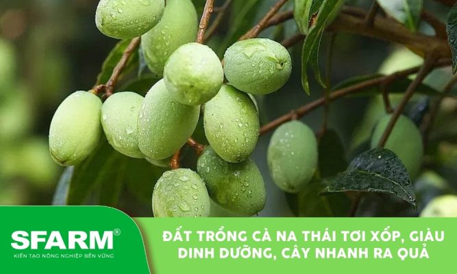 Đất trồng cà na thái giữ ẩm tốt, rễ phát triển khỏe