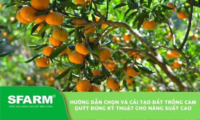 dat trong cam quyt 12