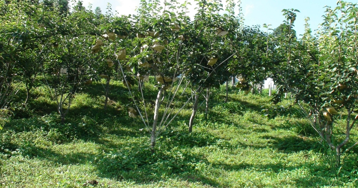 Đất trồng cây trái phù hợp, cho năng suất cao