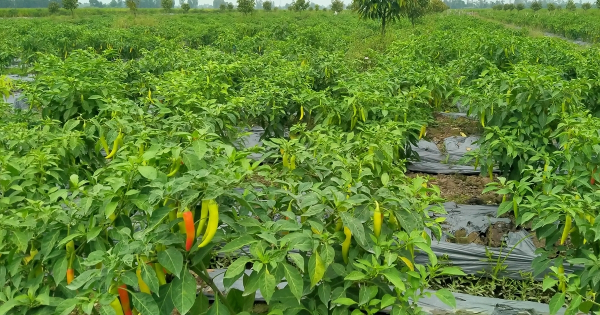Vai trò của đất trồng cây ăn trái