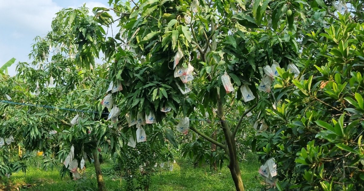 Lưu ý khi trồng và chăm sóc cây ăn trái