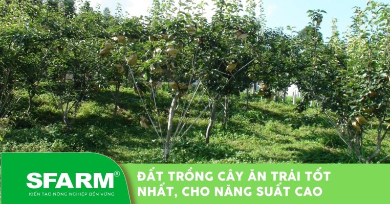 Đất trồng cây ăn trái tốt nhất: Bí quyết giúp vườn cây năng suất cao