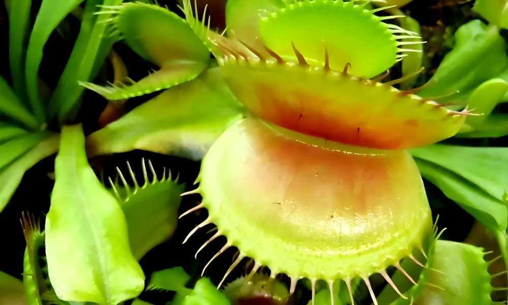 Sử dụng đất trồng cây bẫy kẹp phù hợp là yếu tố then chốt để cây khỏe và nhạy bẫy hơn