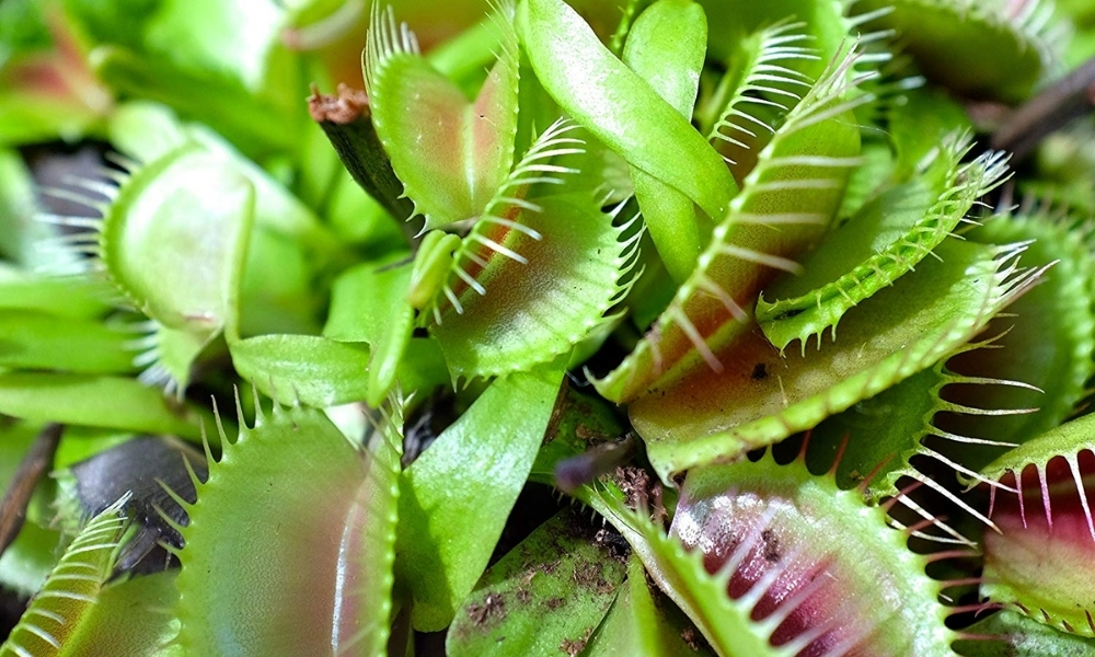 Đặc điểm của cây bẫy kẹp