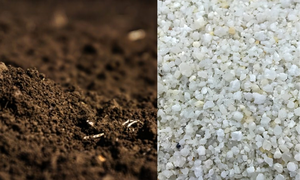 Các loại giá thể phổ biến của đất trồng cây bẫy kẹp