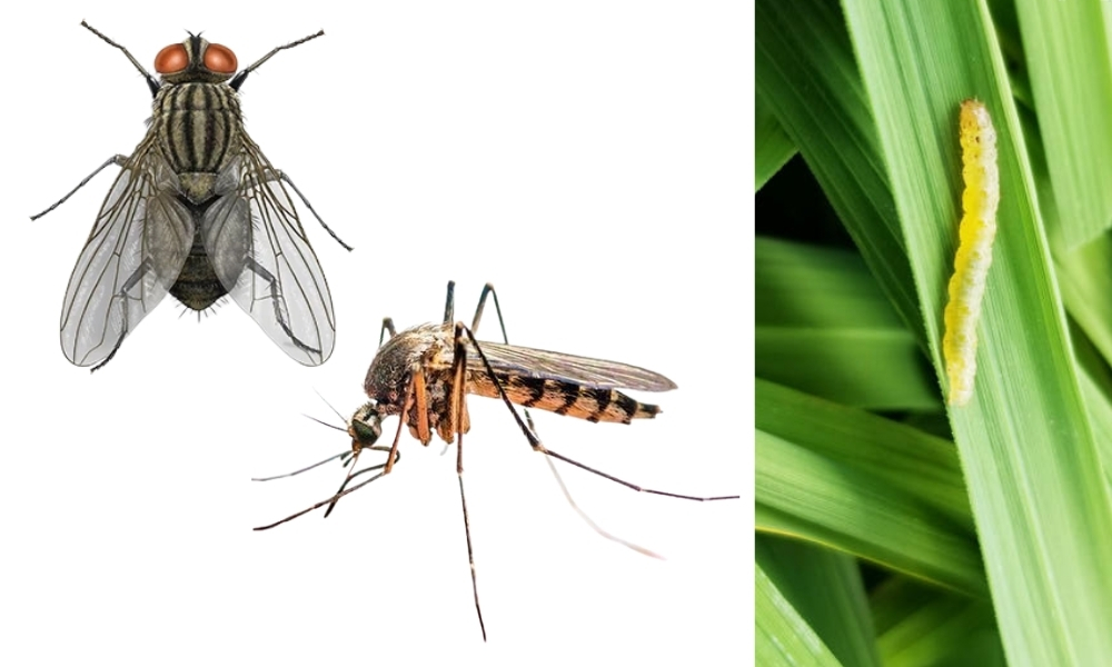 Bổ sung năng lượng cho cây bằng cách cho ăn ruồi, muỗi hoặc sâu nhỏ