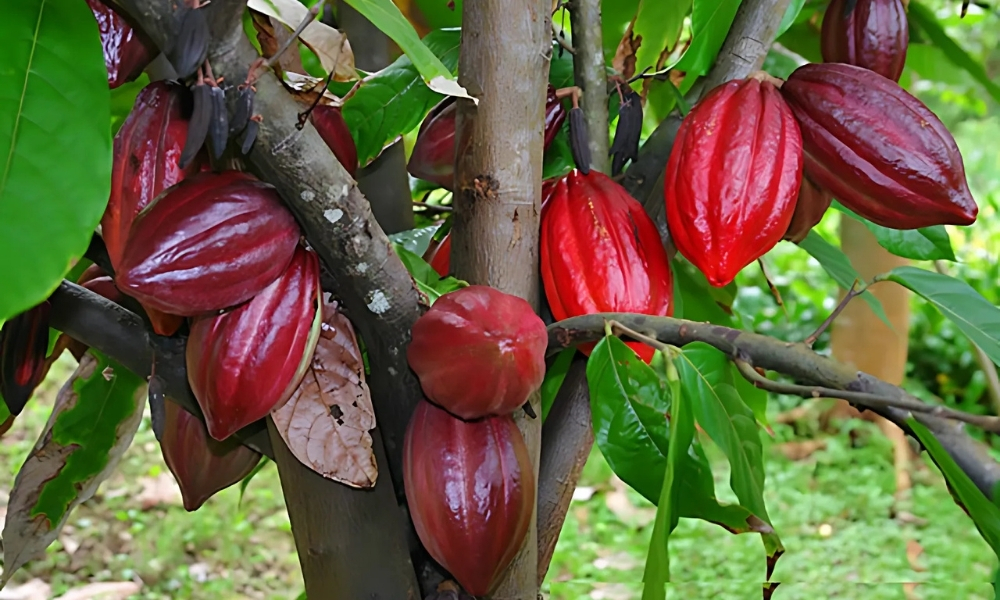 Quả ca cao phát triển tốt nhờ chọn đúng đất trồng cây ca cao giàu dinh dưỡng