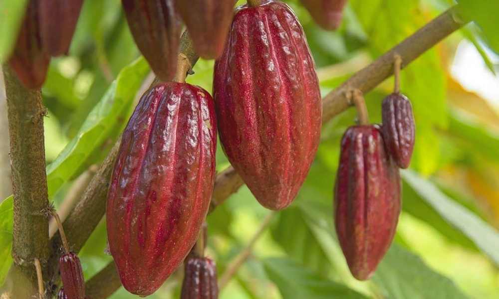 Vườn ca cao phát triển xanh tốt trong điều kiện nhiệt đới