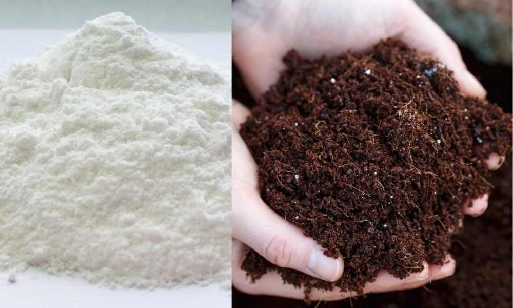 Cải tạo đất trồng cây ca cao bằng vôi hoặc phân hữu cơ