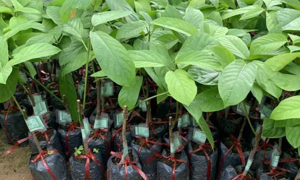 Chọn giống tốt giúp cây phát triển bền vững