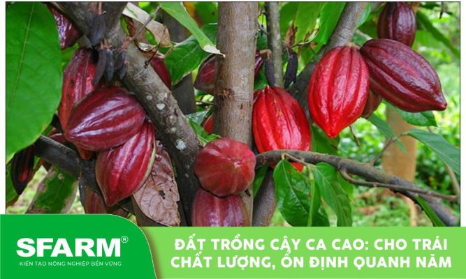 Sử dụng đất trồng cây ca cao phù hợp giúp cây ra nhiều quả, màu sắc đẹp và đồng đều