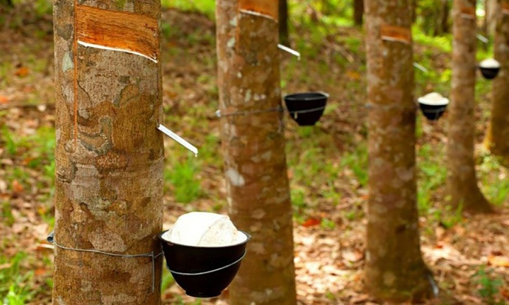 Đất trồng cây cao su tơi xốp, giàu dinh dưỡng giúp cây sinh trưởng tốt, tăng năng suất mủ