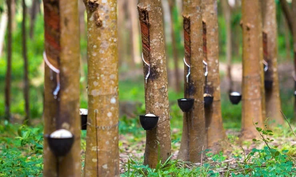 Đặc điểm của cây cao su