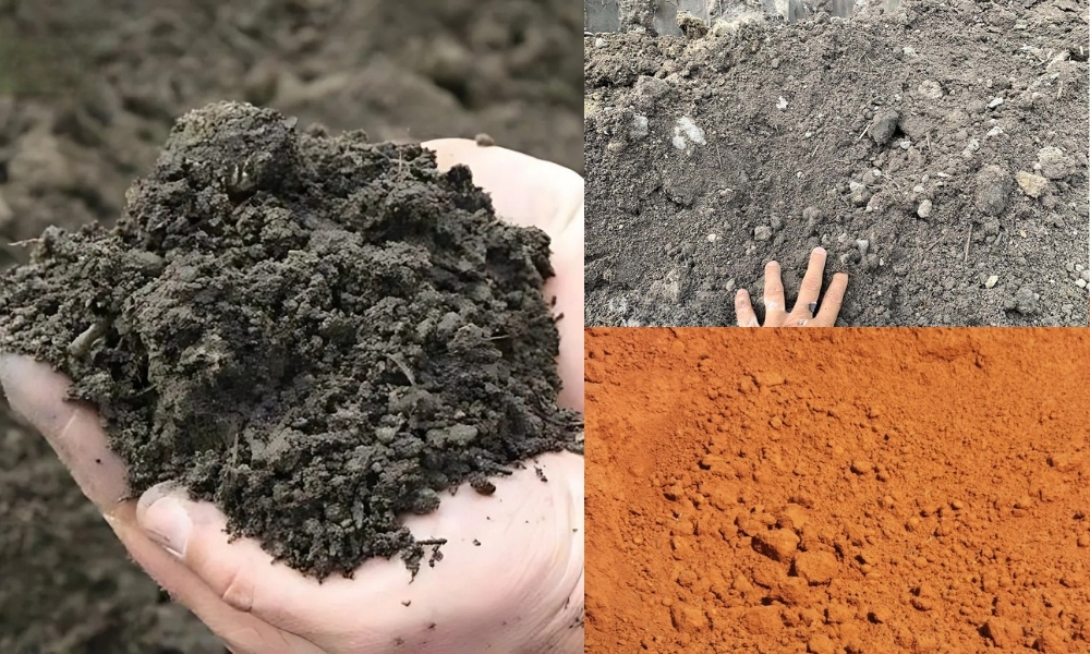 Các loại đất phù hợp để trồng cây cao su