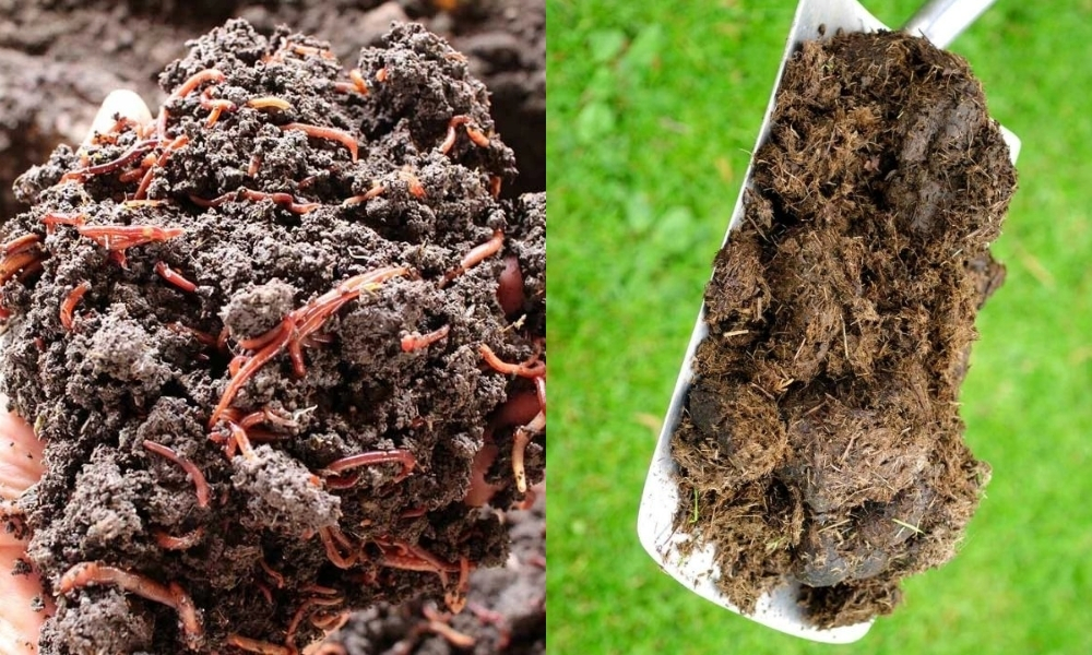 Dùng phân chuồng hoặc phân trùn quế, giúp cải thiện kết cấu đất, tăng độ mùn và khả năng giữ ẩm