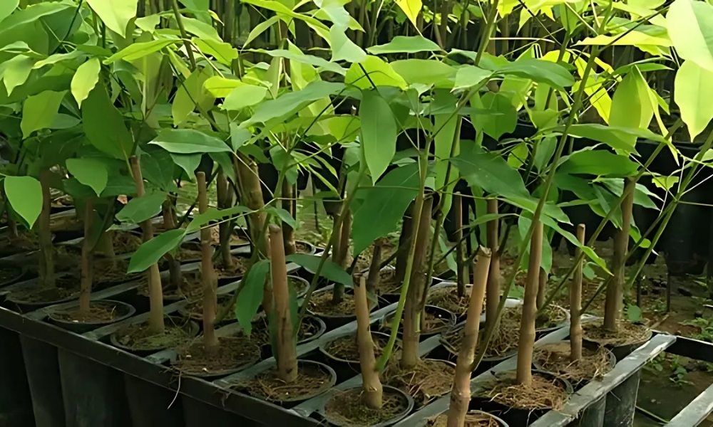Lựa chọn cây con để trồng cây cao su cho cây cao khỏe