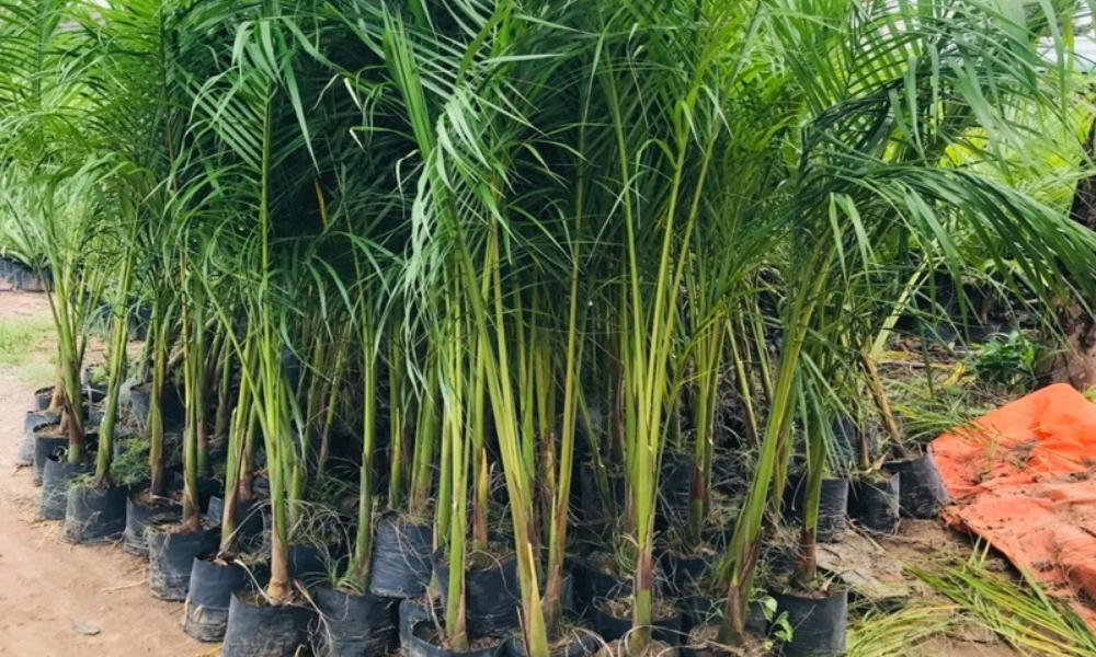 Cây cau vua phát triển khỏe mạnh nhờ đất trồng phù hợp