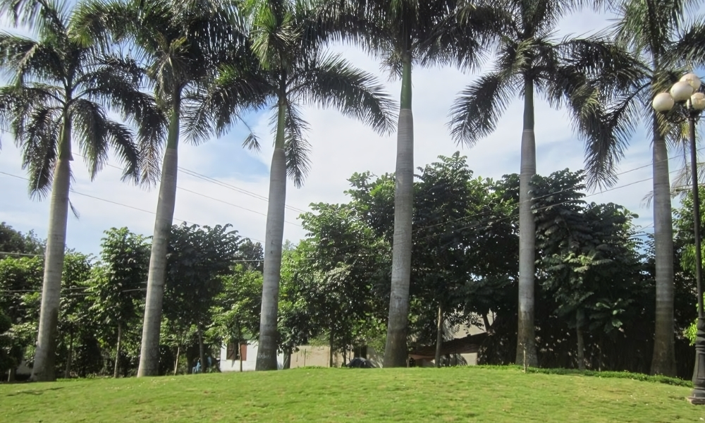 Đặc điểm của cây cau vua