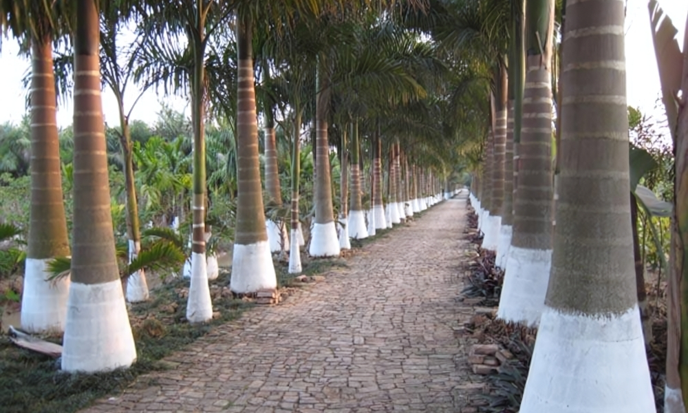 Bố trí khoảng cách trồng để tán lá được phát triển cân đối