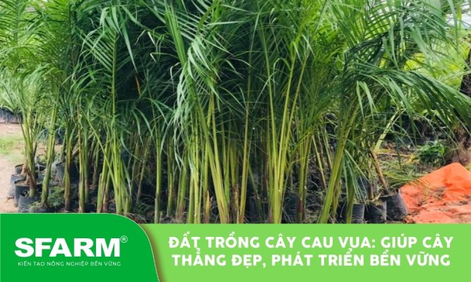 Đất trồng cây cau vua giúp cây thẳng đẹp, xanh tốt quanh năm