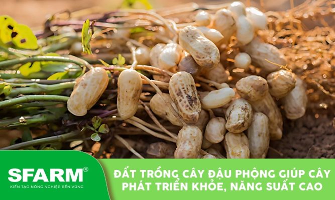 Đất trồng cây đậu phộng tơi xốp giúp củ phát triển chắc khỏe, thu hoạch năng suất cao