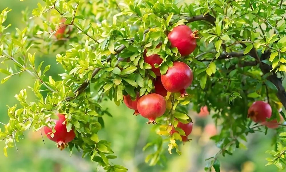 Đặc điểm của cây lựu