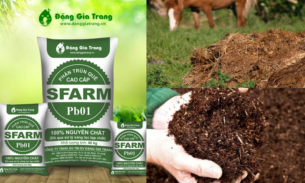 Bón phân hữu cơ, phân chuồng hoặc phân trùn quế giúp tăng độ mùn, cải thiện độ phì nhiêu cho đất