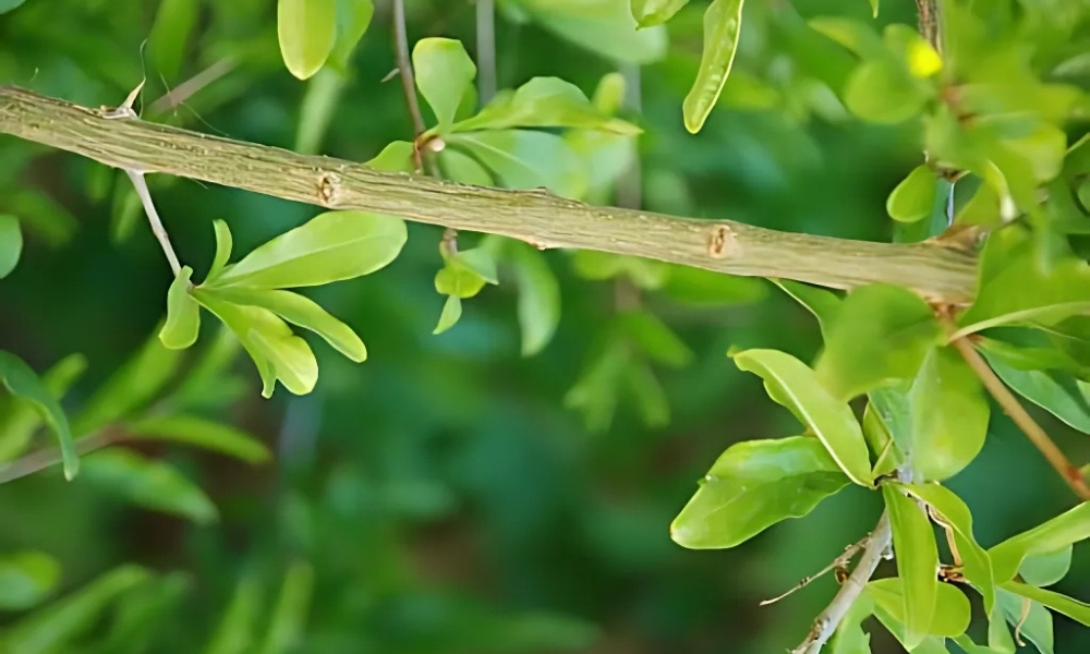 Trồng lựu bằng cách giâm cành