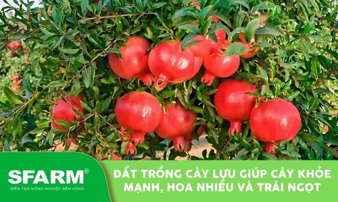 Đất trồng cây lựu tơi xốp, giàu dinh dưỡng giúp cây phát triển tốt
