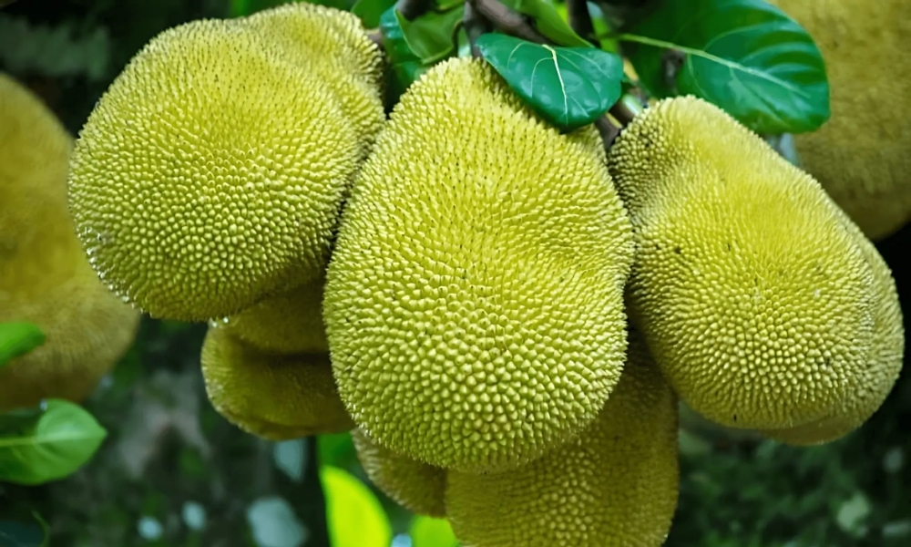Đất trồng cây mít tơi xốp giúp cây khỏe mạnh, ra nhiều trái ngọt