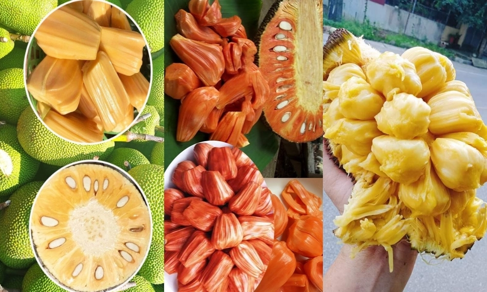 Các loại mít phổ biến