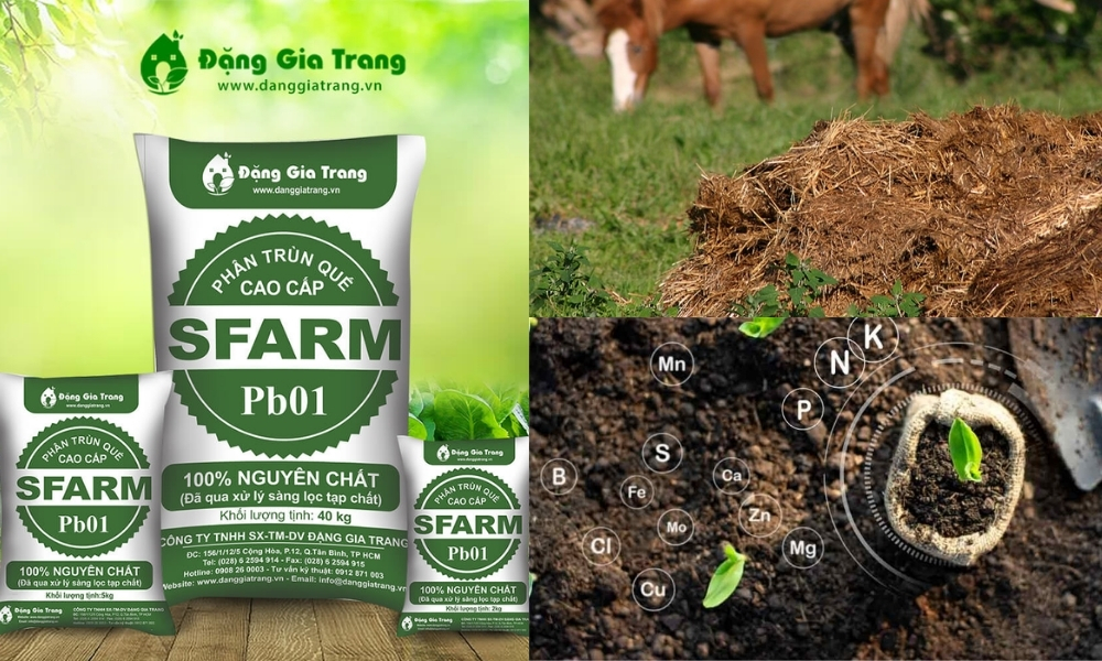 Dùng phân chuồng, phân trùn quế hoặc phân bón hữu cơ vi sinh giúp bổ sung hữu cơ và khoáng chất cho đất