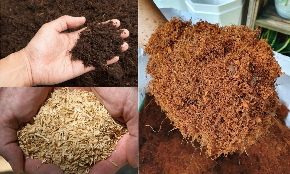Trộn thêm mùn, xơ dừa, trấu để giữ ẩm, tăng độ phì