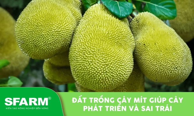 Đất trồng cây mít chuẩn kỹ thuật giúp cây khỏe, trái to ngọt