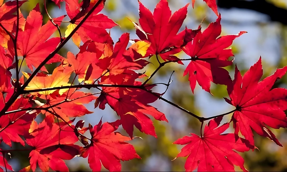 Chọn đúng đất trồng cây phong lá đỏ giúp cây tươi tốt quanh năm