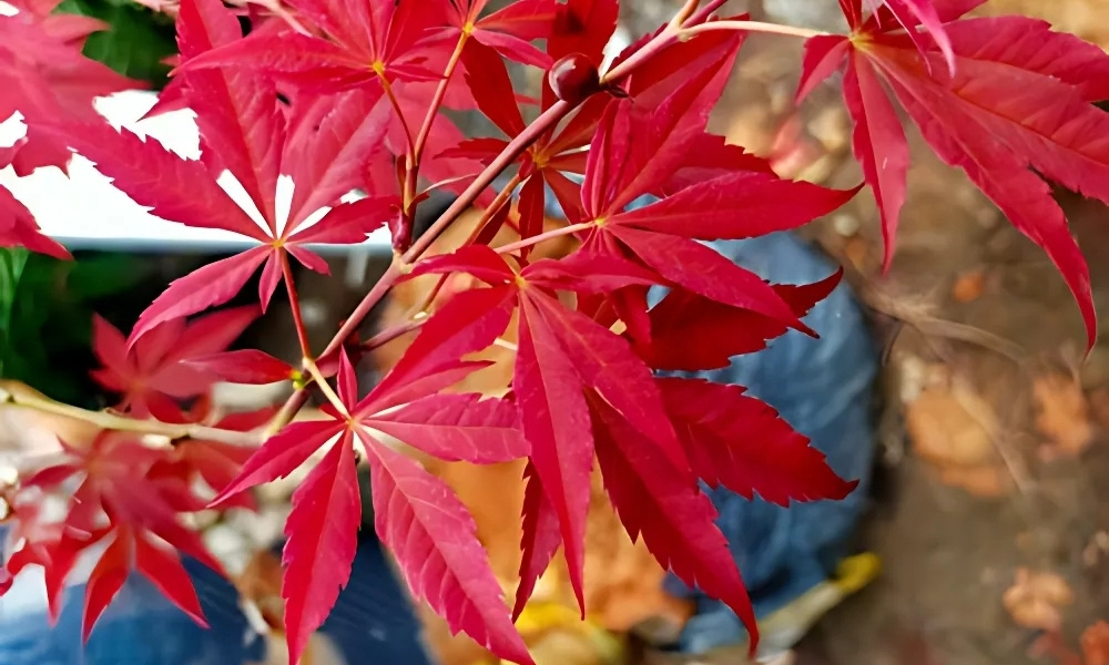 Đặc điểm lá của cây phong lá đỏ