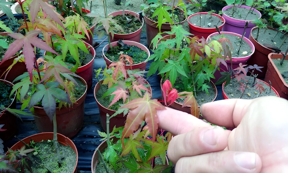 Chọn cây giống để trồng cây phong lá đỏ