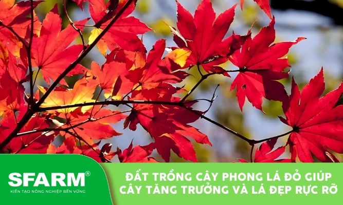 Sử dụng đất trồng cây phong lá đỏ cho màu lá đỏ rực rỡ