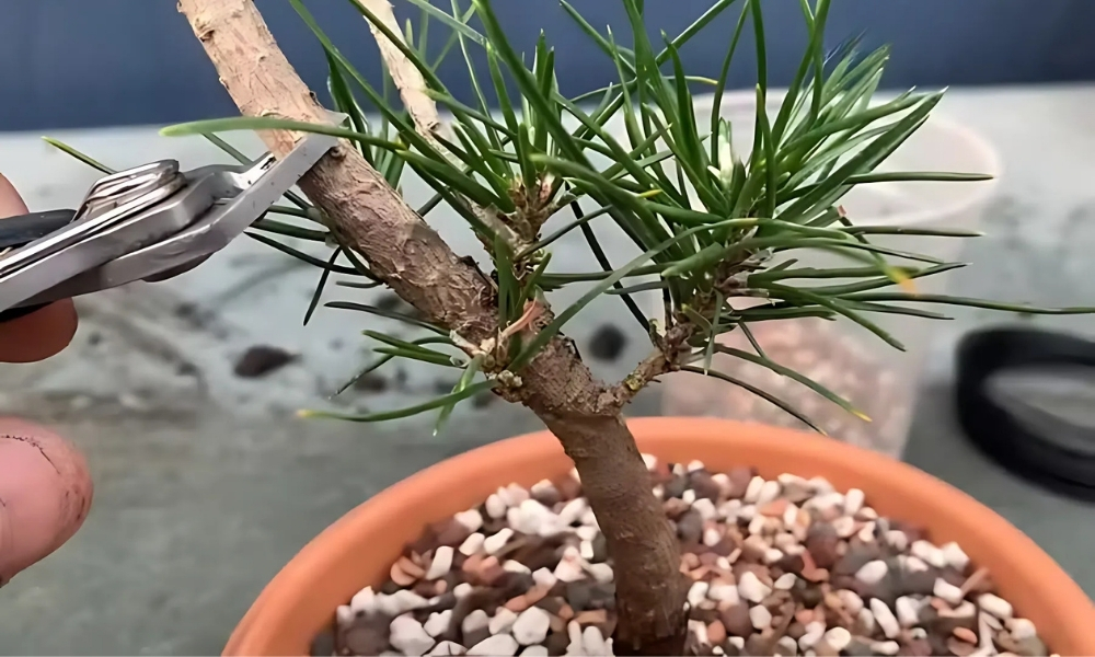 Cắt tỉa cây thông đen định kì để ra được những cành