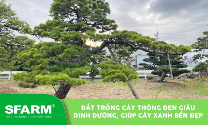 dat trong cay thong den hinh dai dien