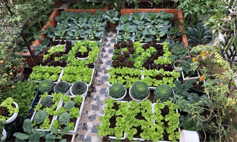 Đất trồng cây trên sân thượng: Bí quyết giúp vườn rau xanh tốt, bền lâu