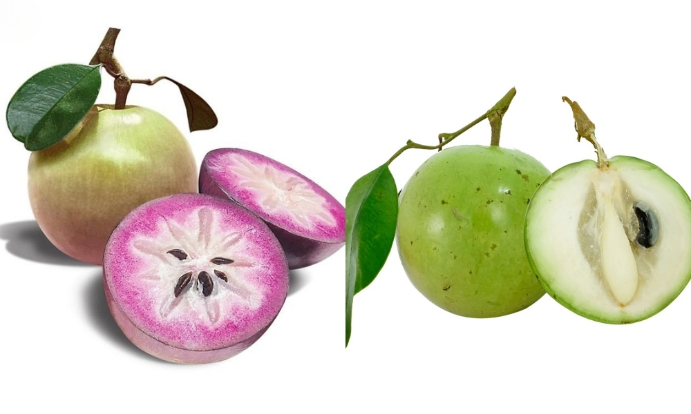 Vú sữa tím và vú sữa trắng hiện nay