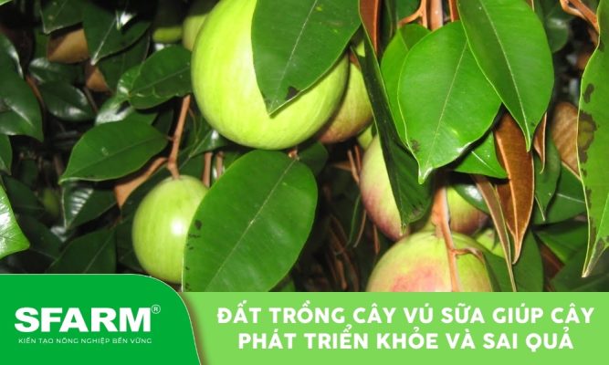 Đất trồng cây vú sữa phù hợp giúp cây khỏe mạnh, quả thơm