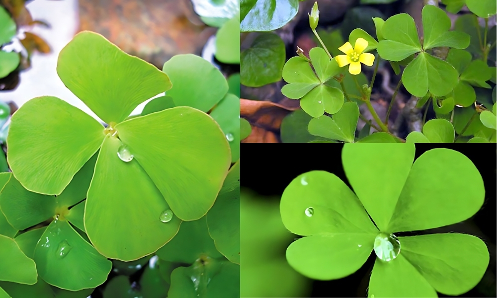 Các loại cỏ ba lá phổ biến: cỏ ba lá may mắn, cây chua me đất, cây rau bợ