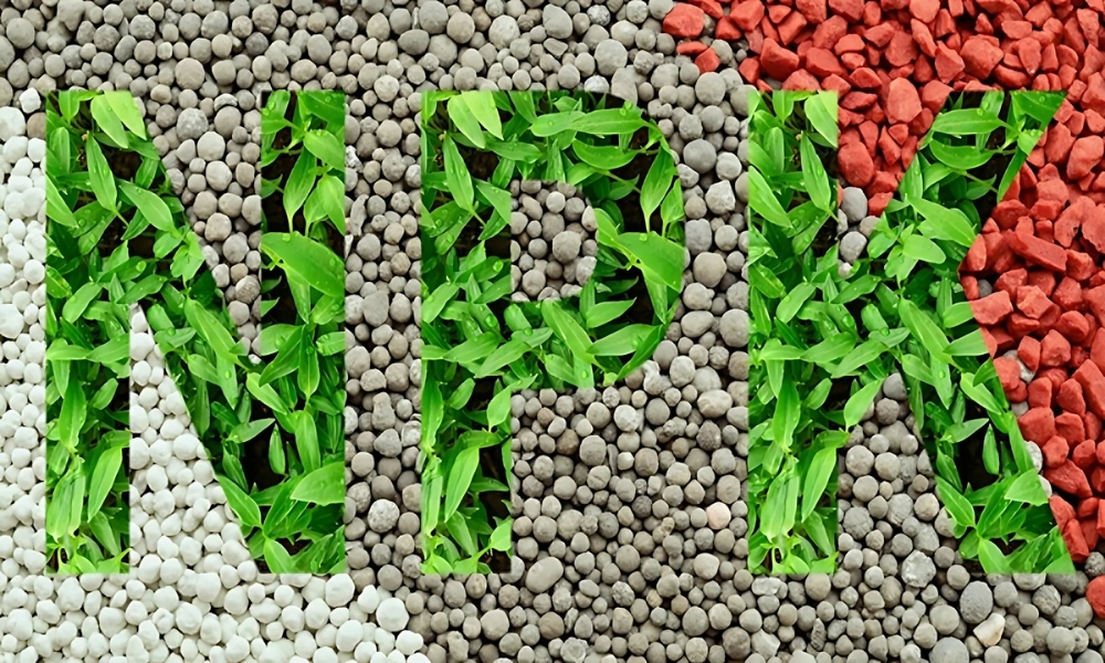 Bón phân NPK giúp cây giữ lá xanh tươi, dày và khỏe mạnh